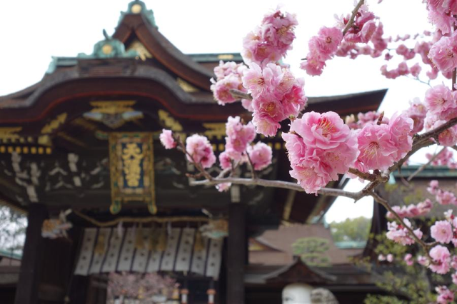 北野天滿宮梅花節 | 京都