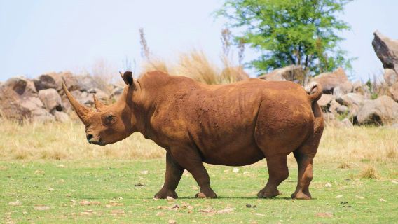 Bothongo Rhino & Lion Nature Reserve