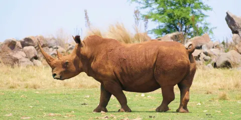 犀牛與獅子自然保護區