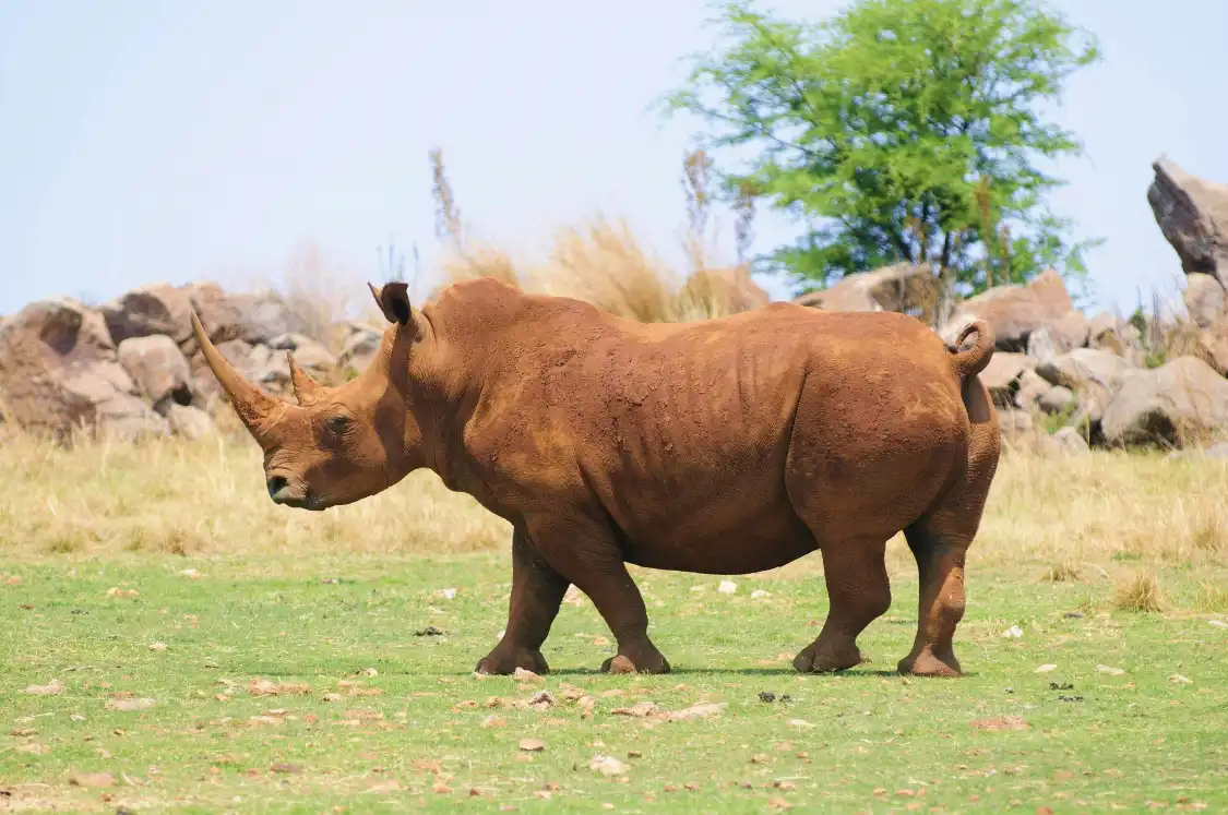 Hotels in der Nähe von Bothongo Rhino & Lion Nature Reserve