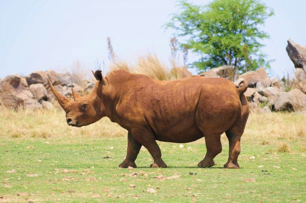 Bothongo Rhino & Lion Nature Reserve