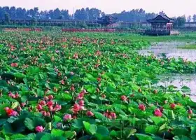Linkou Lotus Nature Reserve