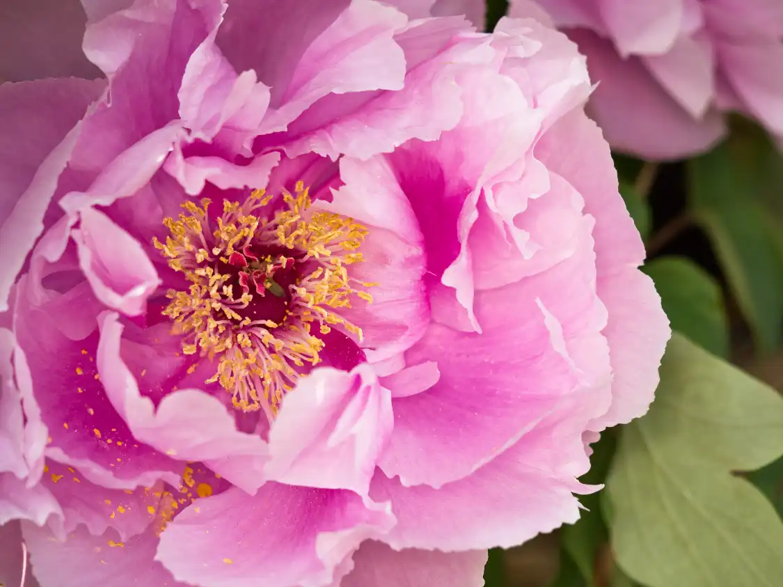 무단 광장 주변 호텔