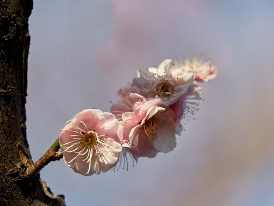 Yiliang Sakura Valley