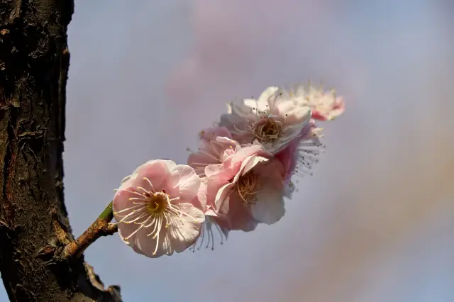 Cherry Blossom Viewing in Kunming