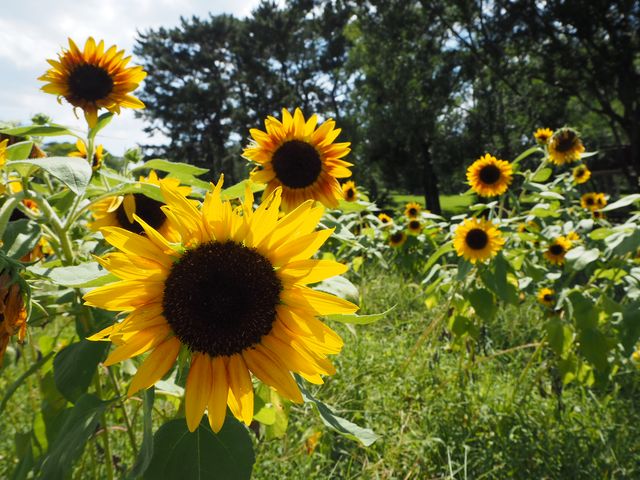 「大阪万博記念公園」で太陽の塔を！