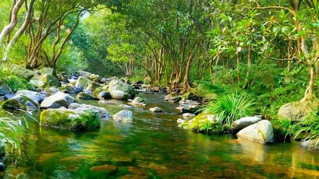 Damiaojiang Ecological Tourism Scenic Area