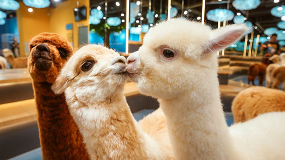 Mythical Beast: Alpaca Theme Pavilion (Liuzhou Wanda Store)