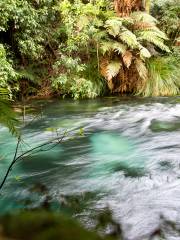 Blue Spring Putaruru