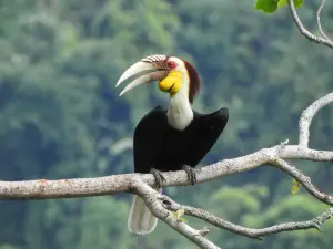 Hornbill Valley of China