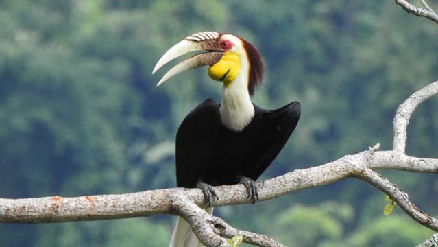 Hornbill Valley of China
