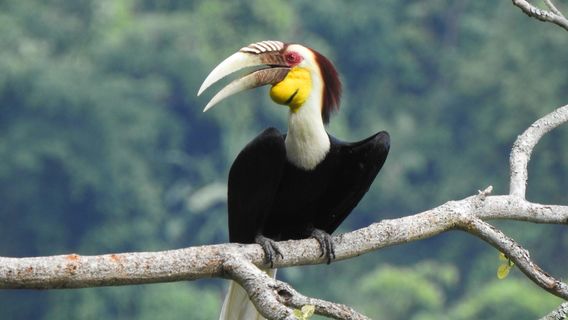 Hornbill Valley of China