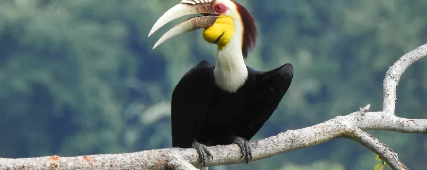 Hornbill Valley of China