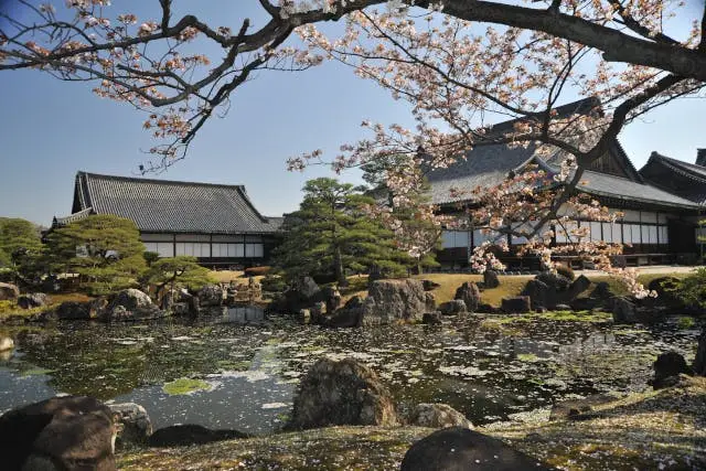 Blossom Viewing in Kyoto