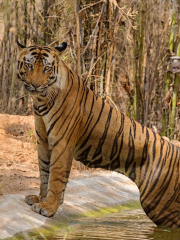 Bandhavgarh Tiger Reserve