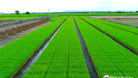 Sekinchan Padi Fields