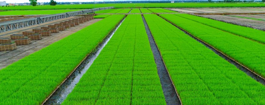 Sekinchan Paddy Fields