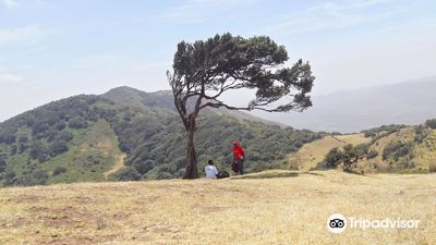 Ngong Hills Forest Reserve