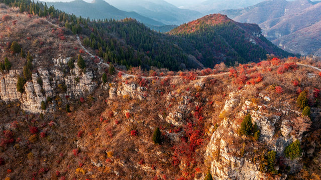 Fall Foliage Sightseeing in Qingzhou