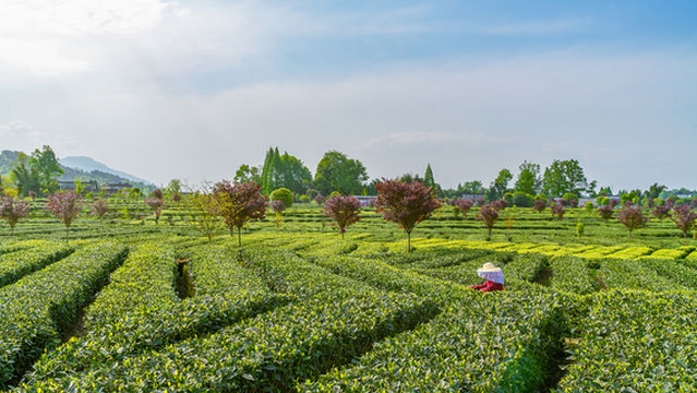 Tea Picking in Ya'an