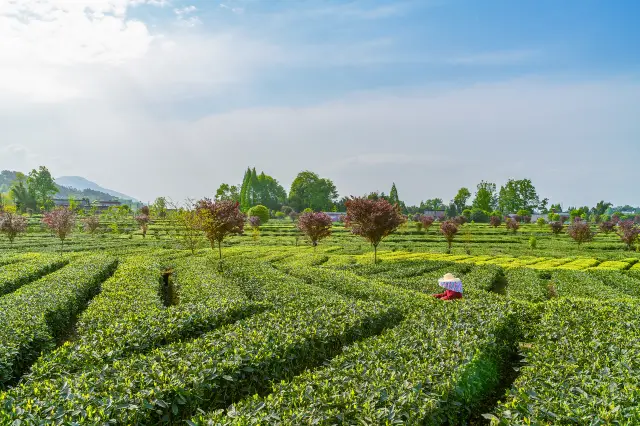 Tea Picking in Ya'an