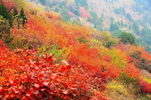 Xiangshan Red Leaf Festival | Beijing