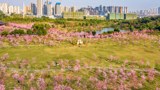 Sakura Garden, Qingxiu Mountain Scenic Area
