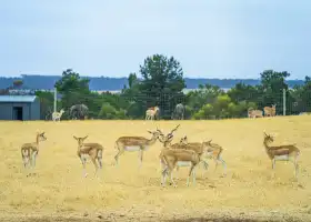 Monarto Safari Park
