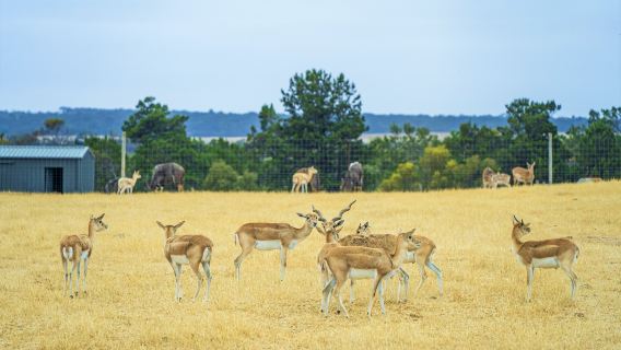 Monarto Safari Park