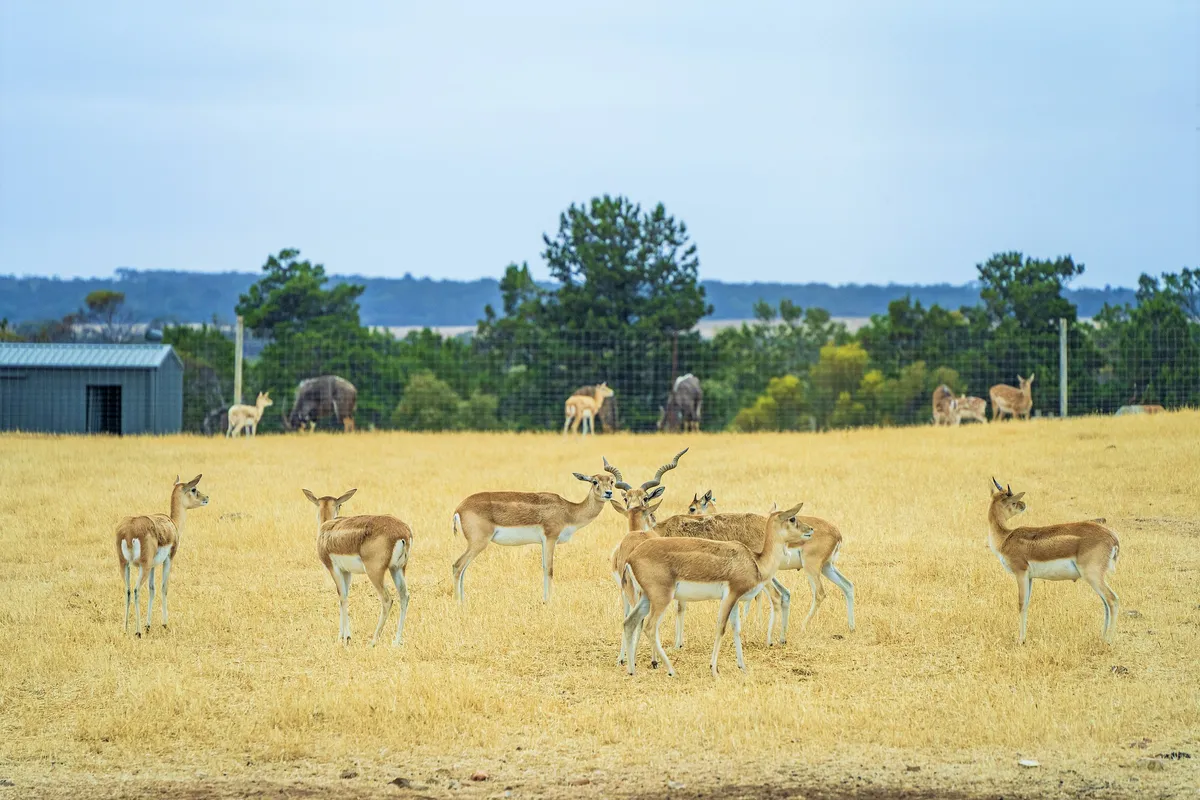 Monarto Safari Park