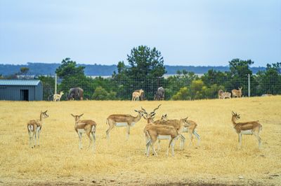 Monarto Safari Park