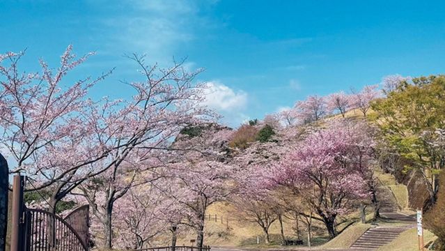Cherry Blossom Viewing in Osaka