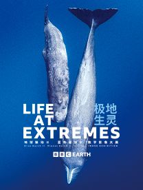 BBC Earth: Polar Creatures Digital Exhibition - Zhengzhou | zheng zhou er qi wan xiang cheng
