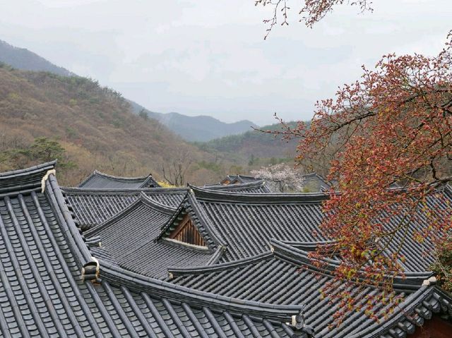 순천 속 천년사찰 송광사!