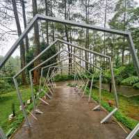 Beautiful Pine Forest & Orchid Garden