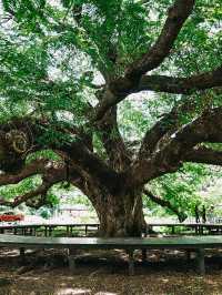 Amazing ต้มจามจุรียักษ์ กาญจนบุรี