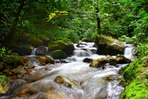 Gaoligongshan National Nature Reserve