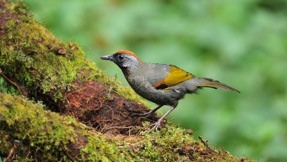 Rocklands Bird Sanctuary (Montego Bay)