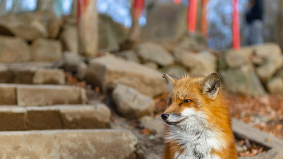 Zaō Fox Village