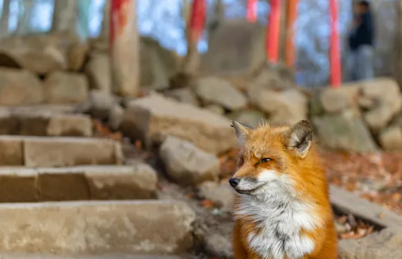 日本仙台藏王樹冰+銀山溫泉+宮城藏王狐狸村一日遊、行程可調
