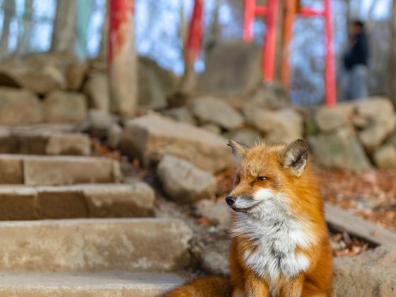 Zaō Fox Village