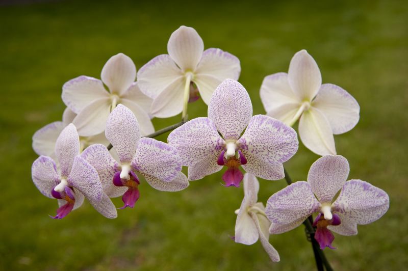 Orchid Garden