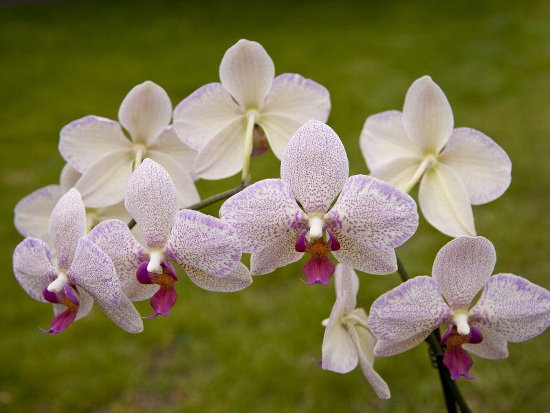 Orchid Garden