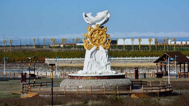 Naked Carp Migration Watching at Qinghai Lake