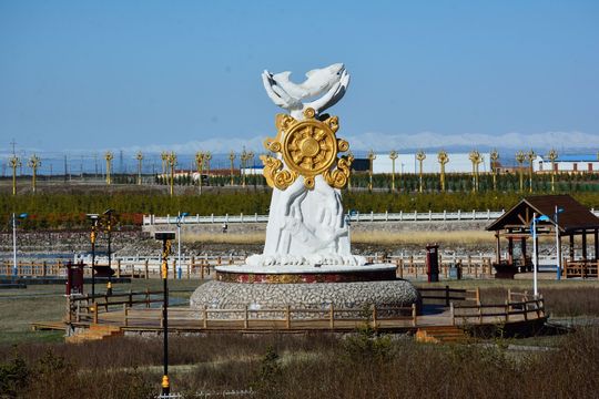 Naked Carp Migration Watching at Qinghai Lake