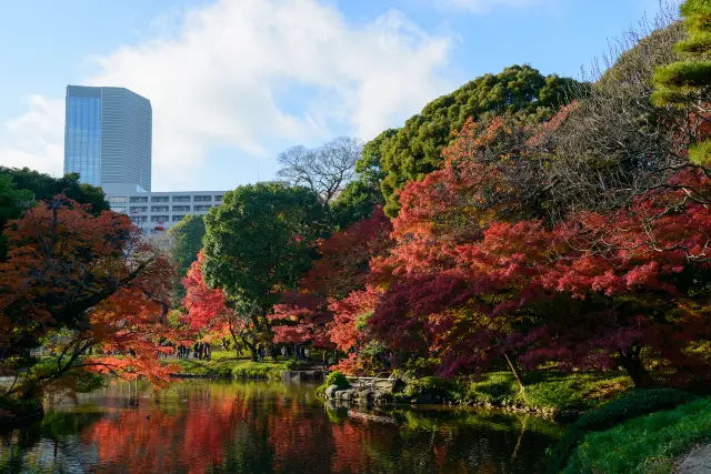 Fall Leaves Viewing in Tokyo