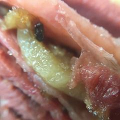Schwartz's Deli User Photo