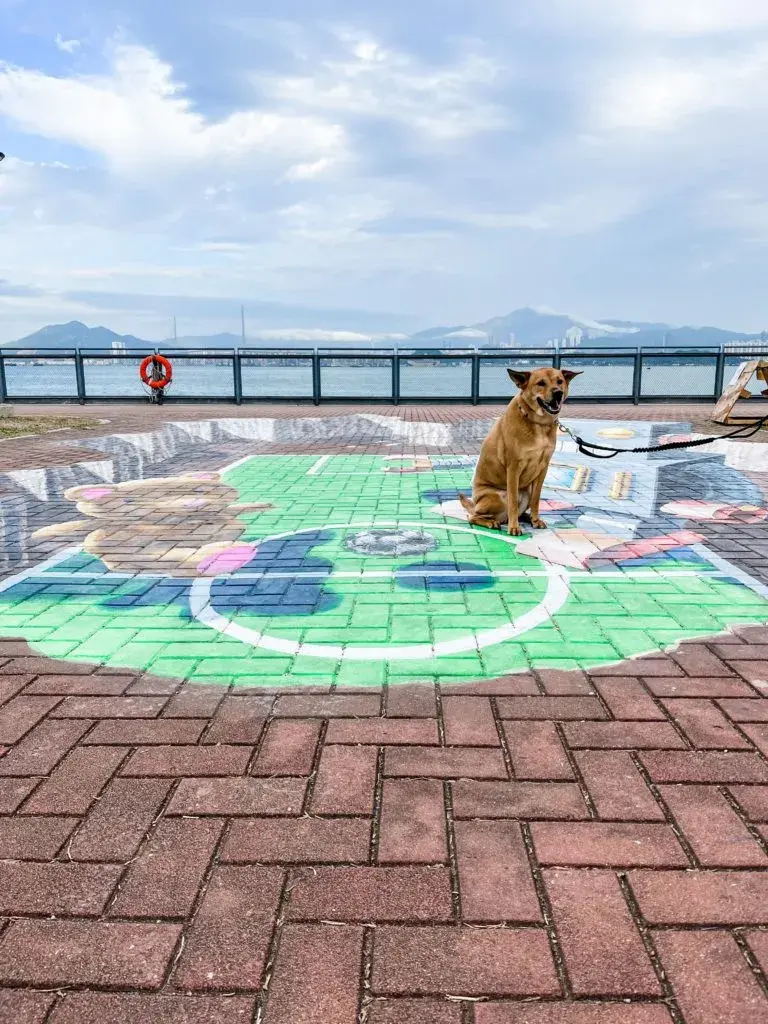 寵物共享公園 全港逾100個寵物共享公園 各區公園名單 和寵物公園的分別 遊記攻略 Trip Com遊玩攻略
