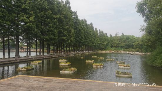 Aquatic Cedar Forest