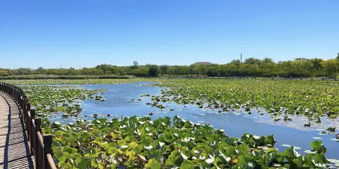 東麗湖自然藝苑景區